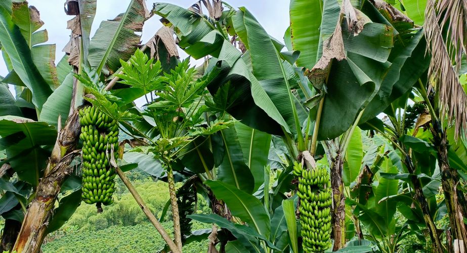 Koffietour Manizales Koffietour Manizales